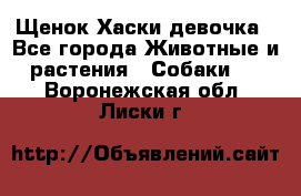 Щенок Хаски девочка - Все города Животные и растения » Собаки   . Воронежская обл.,Лиски г.